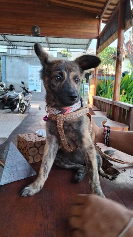 Dream Beach Hostel Lembongan Екстериор снимка
